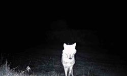 Kurt, çakal, karaca ne ararsan var, yaban kedisi bile var