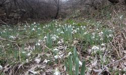 Kütahya Murat Dağı'nda kardelen koparmanın cezası 699 bin 245 TL