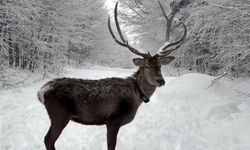 Kuzuyayla'da tatilcilere kar ve kızıl geyik sürprizi