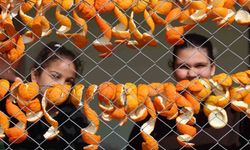 Limon ve turunç kabukları kadınların elinde değerleniyor