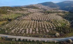 Manisa'da badem ağaçları çiçeklerle bezendi