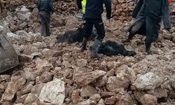 Mardin'de ahırın çökmesi sonucu 30 küçükbaş telef oldu