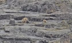 Munzur Vadisi'nde anne ayı ve yavruları görüntülendi
