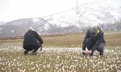 Muş Ovası'nda çiğdemler yeniden yüzünü gösterdi