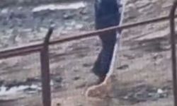 Sakarya Valiliğinden iki ilçedeki barınak görüntülerine ilişkin açıklama