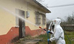 Samsun'da kokarca zararlısına karşı mücadele sürüyor