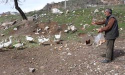 Şehirde renkli görüntüler oluşturan firari kazlar, yuvalarında görüntülendi