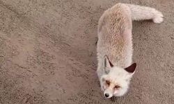 Siirt'te aç kalan tilki işçilerin yanına geldi