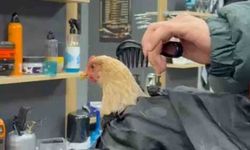 Siirt'te bir kuaför sosyal medya akımına katılmak için tavuk tıraş edip bayrama hazırladı