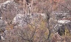 Sivas'taki vahşi yaşam, Milli Parklar kamerasına yansıdı