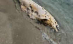 Tekirdağ'da yunus ölüsü bulundu