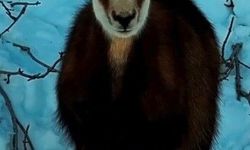 Tunceli'de şamua sürüsü görüntülendi