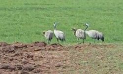 Türkülere konu olan turnalar Tunceli'de görüntülendi