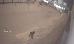 Yüksekova şehir merkezinde vaşak görüntülendi