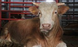 1,5 tonluk dev tosun, 950 bin liraya vitrine çıktı