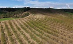 Adana'da dolu kayısı bahçelerini vurdu, çağlalar yere döküldü