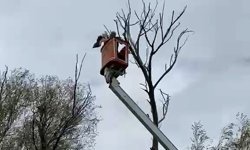 Ağaçta asılı kalan leylek kurtarıldı