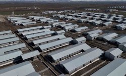 Ağrı'da 307 ahırlık hayvancılık üssü hayata geçiyor