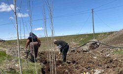 Ağrı'da vatandaşlar imece usulü fidan dikerek geleceğe nefes oluyor