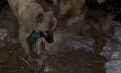 Ahıra girmeye çalışan kurdu kangallar telef etti