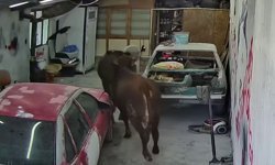 Ahırdan kaçan danalar oto tamirciyi bastı, o anlar kamerada
