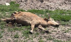 Aksaray'da ölen hayvanlarını araziye atanlara 390 bin lira ceza