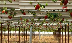 Almanya'da eğitim aldı, Türkiye'de 'topraksız' başarıyı yakaladı: Hedef 100 ton çilek