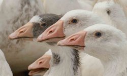 Anadolu kazına 'milli kimlik': Anne hattı Yozgat, baba hattı Bandırma