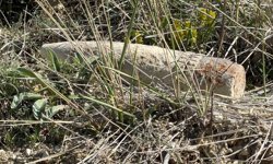 Ankara'da vatandaş mantar ararken patlamamış top mermisi buldu