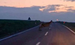 Ankara'da yaban geyiği sürüsü görüldü