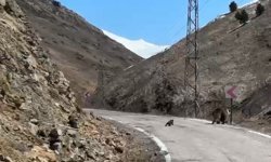 Anne ayı ve yavruları yolda görüntülendi, minik yavrunun çabası gülümsetti
