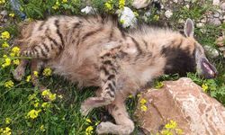 Aracın çarptığı sırtlan telef oldu