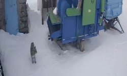 Ardahan'da aç kalan vaşak köye indi