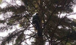 Artvin'de 40 metrelik göknar ağacının tepesine takılan dronu böyle kurtardılar