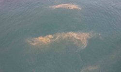 Avcılar kıyılarında tedirgin eden görüntü