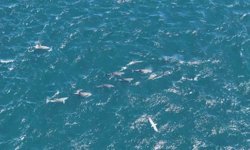 Baharın gelmesiyle İstanbul Boğazı'nda yunuslardan görsel şölen