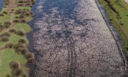 Baharın güzelliği deltada: Su papatyaları ve mandalarıyla ziyaretçilerin ilgi odağı