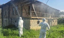 Bartın'da kahverengi kokarca kış uykusunda yok edilecek