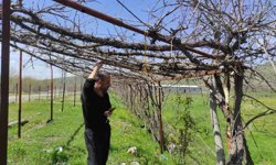 Batman'da ani hava değişimleri meyve bahçelerini vurdu