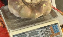 Batman'da dev turp görenleri şaşırttı