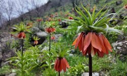 Bingöl'de ters laleler görsel şölen sunuyor: Koparmanın cezası 700 bin TL