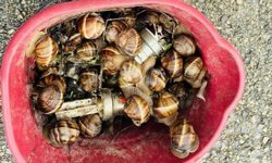 Bolu'da kaçak toplanan 16 kilogram salyangoz ele geçirildi