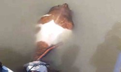 Bu sefer balık değil tosun yakaladılar