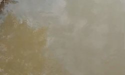 Bursa'da deredeki su samuru şaşırttı