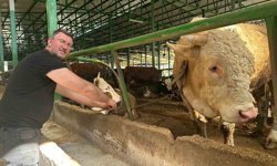 Bursa'da kurban hareketliliği: Tonluk boğayı 400 bin liraya sattı