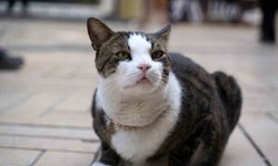 Çarşının 10 kiloluk Prens'i