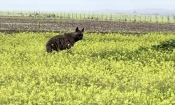 Çizgili sırtlan sarıçiçekler arasında görüntülendi