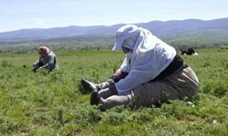 Çorum'da 'madımak otu' mesaisi başladı