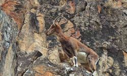 Dağ keçileri otoyol kenarına indi