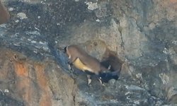 Dev boynuzları engel olmadı: Dağ keçisi dar mağaraya böyle girdi